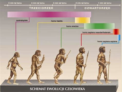 konio człowiek|Konie w historii człowieka 